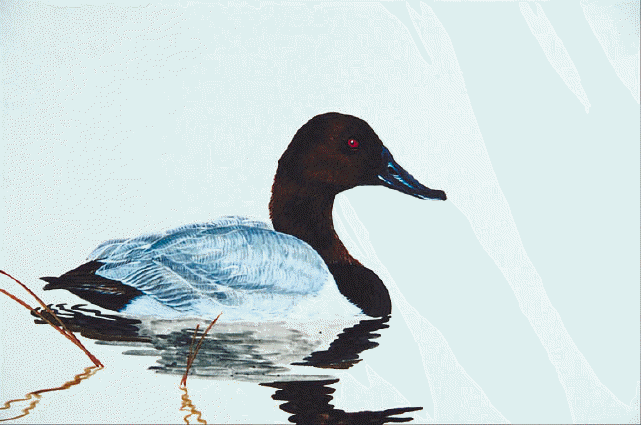 Bird Illustrations 0011.gif